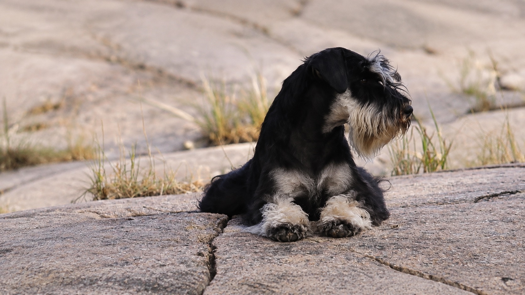 Svart och silverfärgad dvärgschnauzer som vilar på en klipphäll